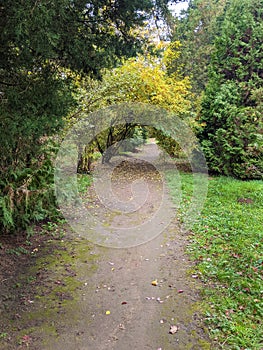 Alley, autumn in Dendrological Park Arboretum Silva