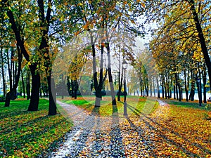 The alley in the autumn park, covered with fallen foliage, is splitting into two paths that diverge in different directions.