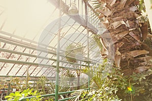 Alley with beautiful trees and plants in garden greenhouse