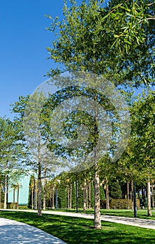 Alley of  beautiful Willow oak Quercus phellos trees under sun. Oak trees grow around one of park`s recreation areas