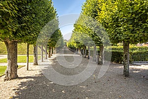 Alley of beautifully trimmed trees in the middle of famous renaissance park in chateau Villandry, Loire region, France.