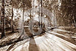 Alley in a birch forest