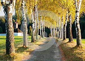 Alley of birch trees photo
