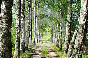 Alley of birch trees with a small country road