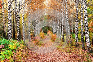 An alley of birches and maples is located in a neglected park.