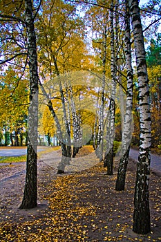 Alley of birches with yellowed foliage.