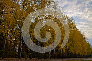 Alley of birches with yellowed foliage.