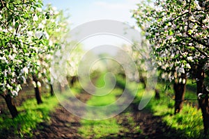 Alley of blooming apple trees in sunset defocused