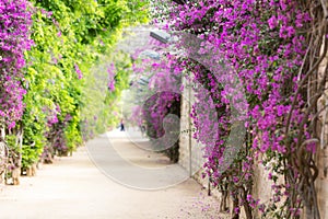 Alley with blooming flowers