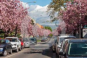 Alley of blooming pink sakura in small european city