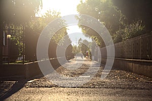 Alley bordered by trees in an italian village at sunset