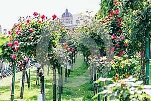 Alley of bright roses in the park