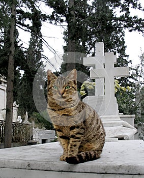 Callejón gato 