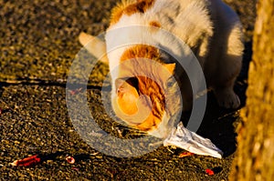 Alley Cat Eating