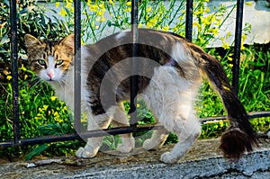 Alley Cat Among The Fence