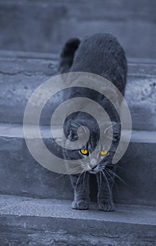 Alley cat with hypnotizing eyes photo