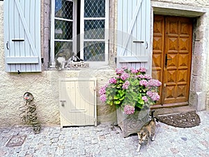 Alley cat interactions in cozy French village