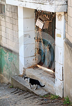 alley cat in shantytown