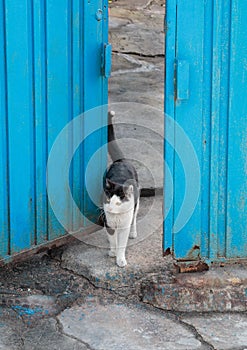 alley cat in shantytown photo