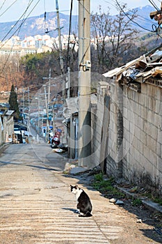 alley cat in shantytown photo