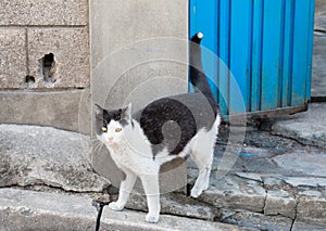 alley cat in shantytown photo