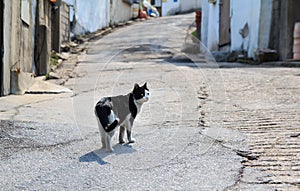 alley cat in shantytown photo