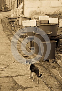 alley cat in shantytown & x28;brown& x29; photo