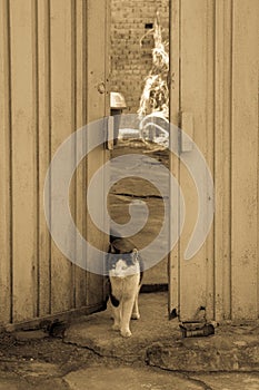 alley cat in shantytown & x28;brown& x29; photo
