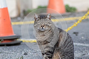 Alley Cat Stares At Camera Man