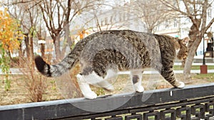 Alley cat walking balancing on park metal fence rear view.