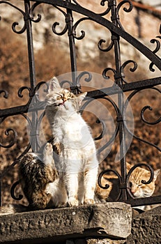 Alley cats on iron fence