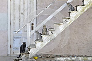 Alley Cats on Stairs