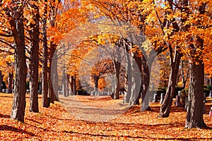 Alley at the Cedar Grove Cemetery