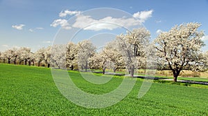 Alley of cherry trees white flowering