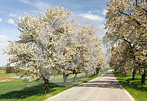 Alley of cherry trees white flowering
