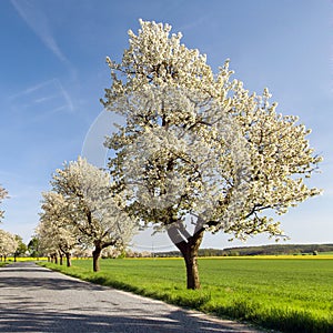 Alley of cherry trees white flowering