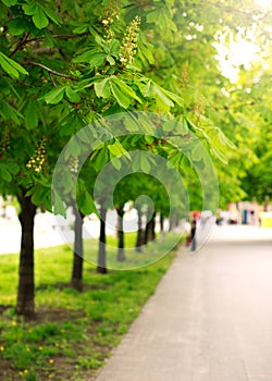 Alley of chestnut trees in green city park