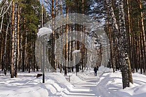 An alley cleared of snow in a pine forest. Winter weekend concept. Walking in the park