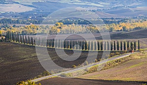 The alley of cypress trees between plowed agriculture fields meadows and fields shooted in the quiet early morning at Tuscany