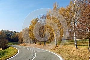 alley of deciduous trees and asphalt road, autumn view