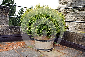 Alley with decorative boxwood