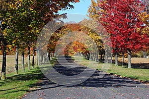 Alley in fall