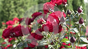 Alley of flowering bushes of red roses. Opened rose flowers and unblown buds