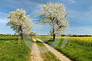 Alley flowering cherry trees dirt road field rapeseed