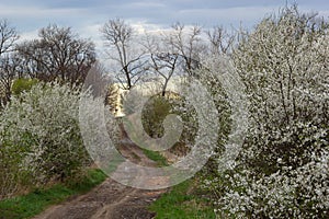 Alley of flowering cherry trees and dirt road, springtime view