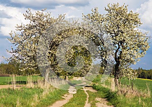 Alley flowering cherry trees, dirt road, springtime view