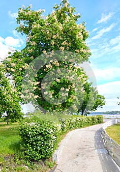 Alley with flowering horse chestnut