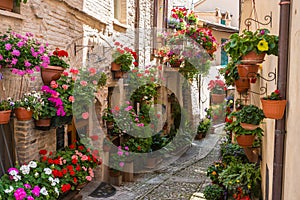 Alley with flowers