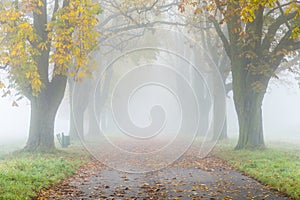 Alley in fog with trees in autumn