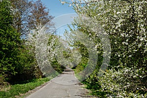 An alley framed by blooming apple trees